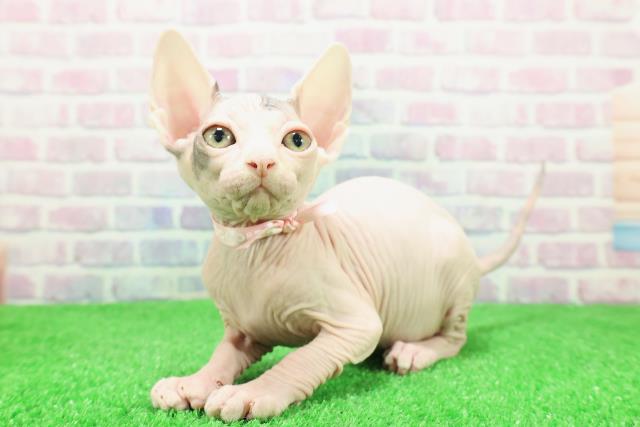 東京都のスフィンクス (Coo&RIKU中野サンモール店/2025年11月25日生まれ/女の子/ブルーホワイト)の子猫の2枚目の画像