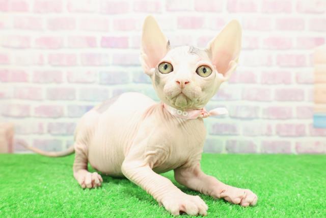 東京都のスフィンクス (Coo&RIKU中野サンモール店/2025年11月25日生まれ/女の子/ブルーホワイト)の子猫の3枚目の画像