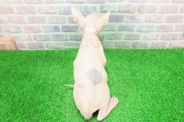 東京都のスフィンクス (Coo&RIKU中野サンモール店/2025年11月25日生まれ/女の子/ブルーホワイト)の子猫の4枚目の画像