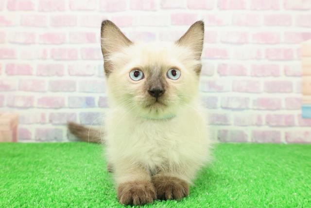 北海道のラグドール (Coo&RIKU函館店/2025年11月18日生まれ/男の子/シールポイントミテッド)の子猫の1枚目の画像