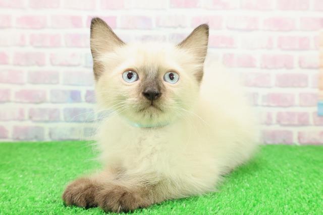 北海道のラグドール (Coo&RIKU函館店/2025年11月18日生まれ/男の子/シールポイントミテッド)の子猫の2枚目の画像