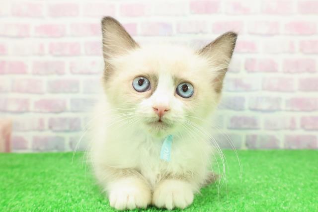 北海道のラグドール (Coo&RIKU帯広店/2025年11月18日生まれ/男の子/シールポイントバイカラー)の子猫の1枚目の画像