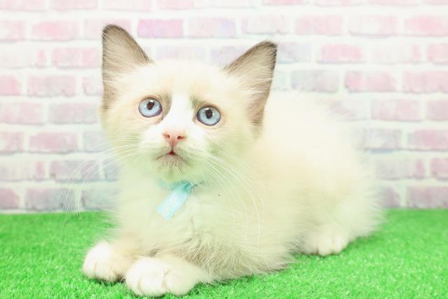 北海道のラグドール (Coo&RIKU帯広店/2025年11月18日生まれ/男の子/シールポイントバイカラー)の子猫の2枚目の画像