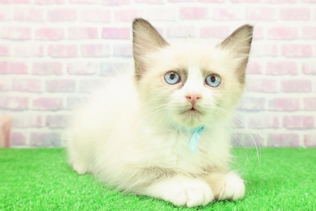 北海道のラグドール (Coo&RIKU帯広店/2025年11月18日生まれ/男の子/シールポイントバイカラー)の子猫の3枚目の画像