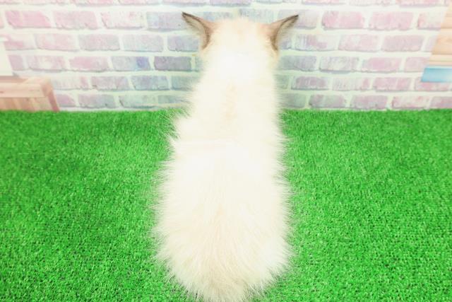 北海道のラグドール (Coo&RIKU帯広店/2025年11月18日生まれ/男の子/シールポイントバイカラー)の子猫の4枚目の画像