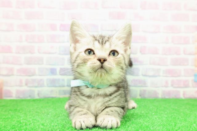 長野県のアメリカンショートヘアー (Coo&RIKU松本店/2025年11月26日生まれ/男の子/シルバークラシックタビー)の子猫