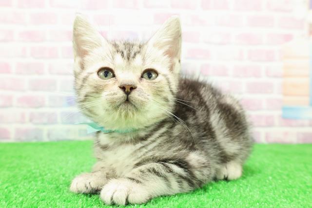 長野県のアメリカンショートヘアー (Coo&RIKU松本店/2025年11月26日生まれ/男の子/シルバークラシックタビー)の子猫の2枚目の画像