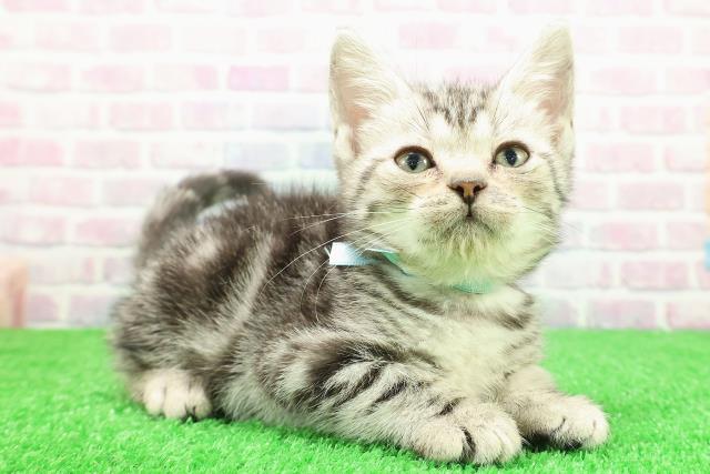 長野県のアメリカンショートヘアー (Coo&RIKU松本店/2025年11月26日生まれ/男の子/シルバークラシックタビー)の子猫の3枚目の画像