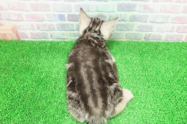 長野県のアメリカンショートヘアー (Coo&RIKU松本店/2025年11月26日生まれ/男の子/シルバークラシックタビー)の子猫の4枚目の画像