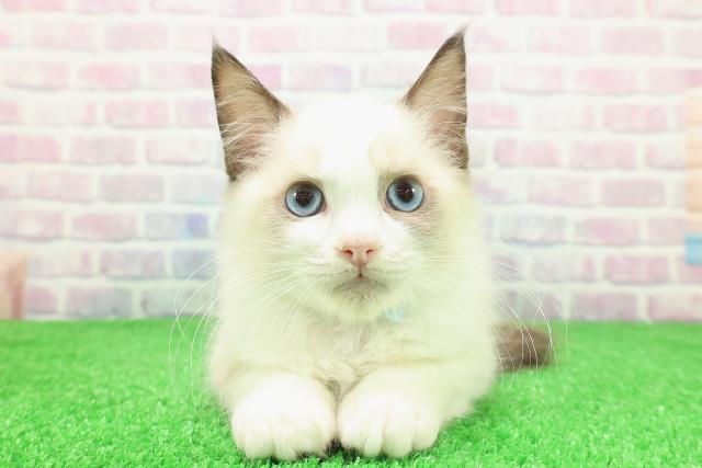 長野県のラグドール (Coo&RIKU長野店/2025年11月9日生まれ/男の子/シールポイントバイカラー)の子猫の1枚目の画像