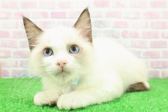 長野県のラグドール (Coo&RIKU長野店/2025年11月9日生まれ/男の子/シールポイントバイカラー)の子猫の2枚目の画像