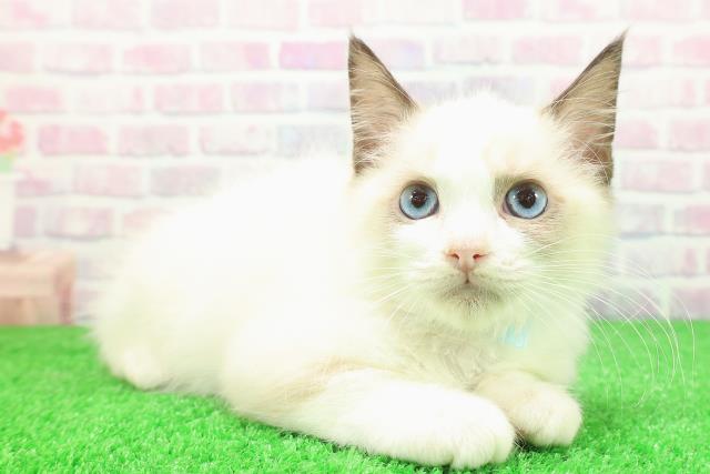 長野県のラグドール (Coo&RIKU長野店/2025年11月9日生まれ/男の子/シールポイントバイカラー)の子猫の3枚目の画像