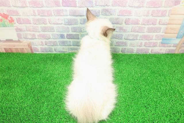 長野県のラグドール (Coo&RIKU長野店/2025年11月9日生まれ/男の子/シールポイントバイカラー)の子猫の4枚目の画像