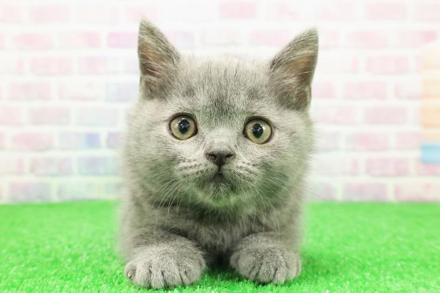 長野県のブリティッシュショートヘアー (Coo&RIKU長野店/2025年11月24日生まれ/男の子/ブルー)の子猫