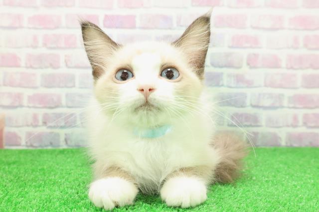 新潟県のラグドール (Coo&RIKU新潟東店/2025年10月17日生まれ/男の子/シールポイントバイカラー)の子猫の1枚目の画像