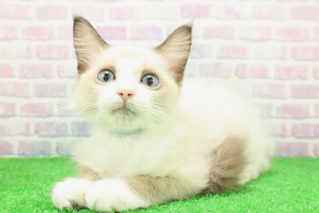 新潟県のラグドール (Coo&RIKU新潟東店/2025年10月17日生まれ/男の子/シールポイントバイカラー)の子猫の2枚目の画像
