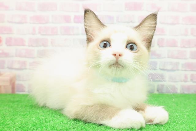 新潟県のラグドール (Coo&RIKU新潟東店/2025年10月17日生まれ/男の子/シールポイントバイカラー)の子猫の3枚目の画像