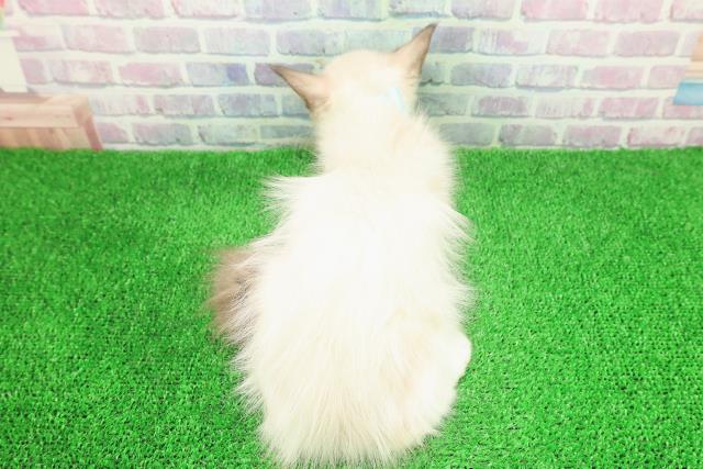 新潟県のラグドール (Coo&RIKU新潟東店/2025年10月17日生まれ/男の子/シールポイントバイカラー)の子猫の4枚目の画像