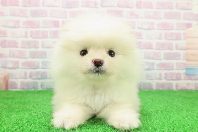 北海道のポメラニアン (Coo&RIKU帯広店/2025年11月30日生まれ/男の子/クリーム)の子犬の1枚目の画像