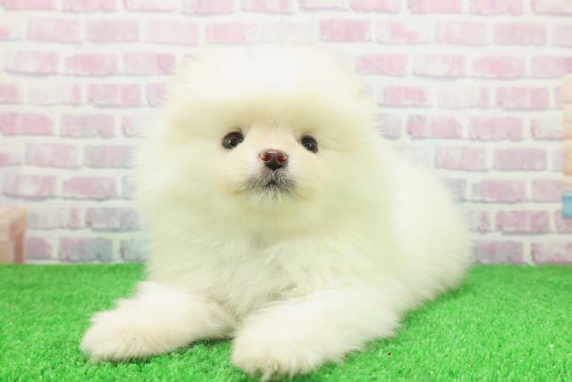 北海道のポメラニアン (Coo&RIKU帯広店/2025年11月30日生まれ/男の子/クリーム)の子犬の2枚目の画像