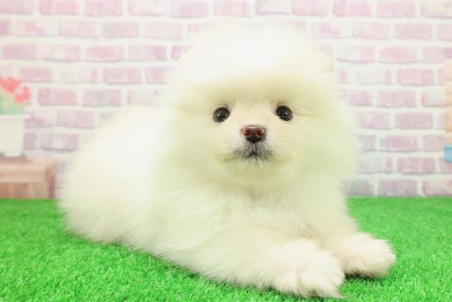 北海道のポメラニアン (Coo&RIKU帯広店/2025年11月30日生まれ/男の子/クリーム)の子犬の3枚目の画像