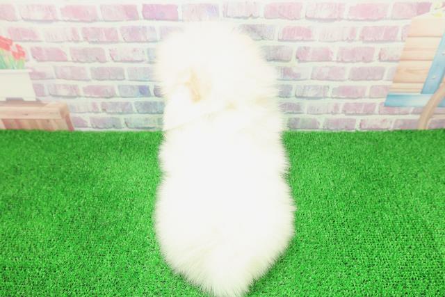 北海道のポメラニアン (Coo&RIKU帯広店/2025年11月30日生まれ/男の子/クリーム)の子犬の4枚目の画像