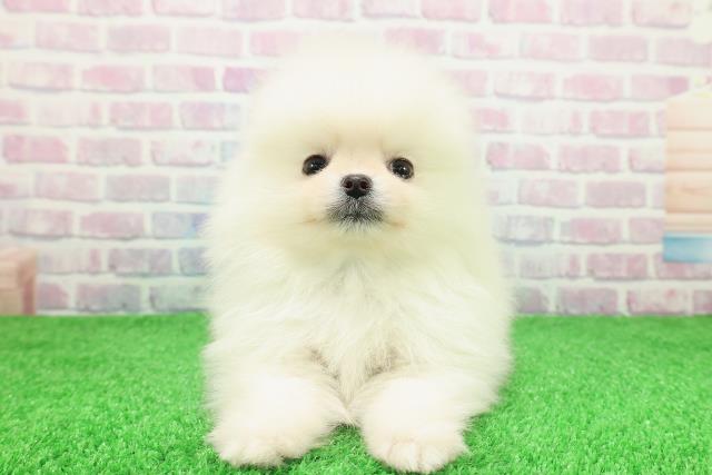 北海道のポメラニアン (Coo&RIKU札幌西店/2025年11月30日生まれ/男の子/クリーム)の子犬の1枚目の画像