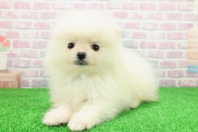 北海道のポメラニアン (Coo&RIKU札幌西店/2025年11月30日生まれ/男の子/クリーム)の子犬の2枚目の画像