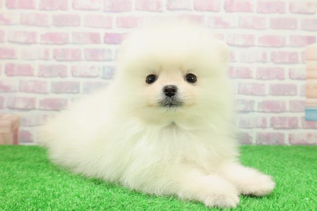 北海道のポメラニアン (Coo&RIKU札幌西店/2025年11月30日生まれ/男の子/クリーム)の子犬の3枚目の画像