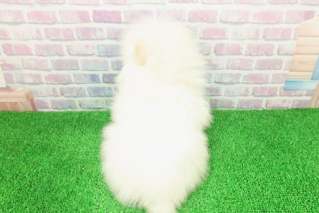 北海道のポメラニアン (Coo&RIKU札幌西店/2025年11月30日生まれ/男の子/クリーム)の子犬の4枚目の画像