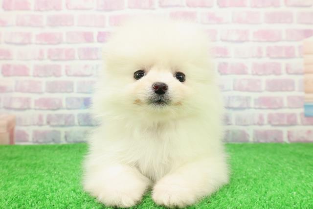 北海道のポメラニアン (Coo&RIKU函館店/2025年11月30日生まれ/女の子/クリーム)の子犬の1枚目の画像