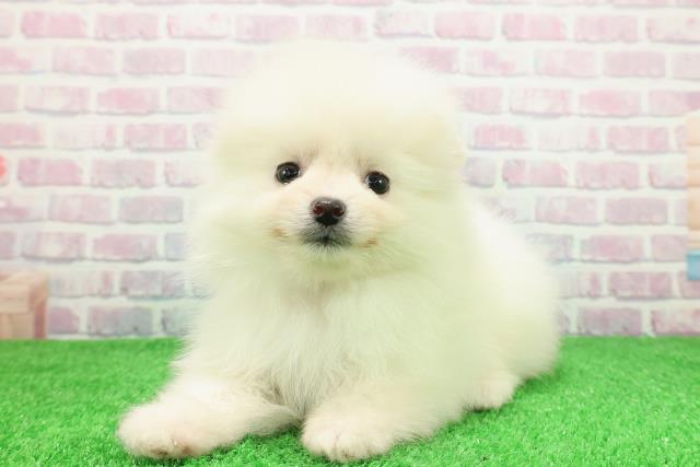 北海道のポメラニアン (Coo&RIKU函館店/2025年11月30日生まれ/女の子/クリーム)の子犬の2枚目の画像