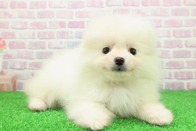 北海道のポメラニアン (Coo&RIKU函館店/2025年11月30日生まれ/女の子/クリーム)の子犬の3枚目の画像