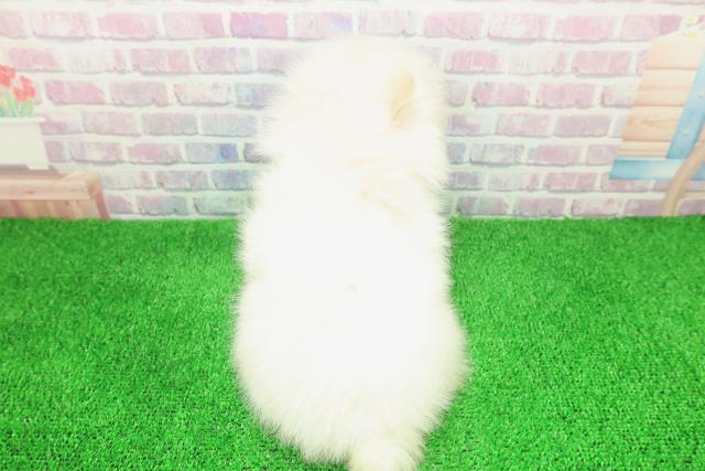 北海道のポメラニアン (Coo&RIKU函館店/2025年11月30日生まれ/女の子/クリーム)の子犬の4枚目の画像