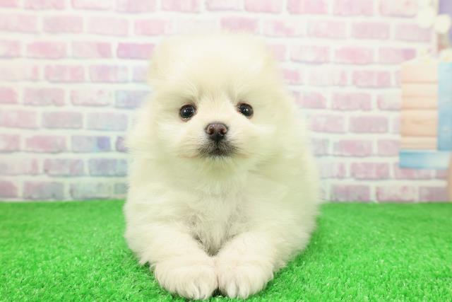 群馬県のポメラニアン (Coo&RIKU伊勢崎店/2025年11月30日生まれ/男の子/クリーム)の子犬の1枚目の画像