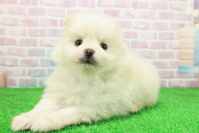 群馬県のポメラニアン (Coo&RIKU伊勢崎店/2025年11月30日生まれ/男の子/クリーム)の子犬の2枚目の画像