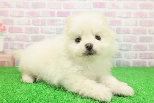 群馬県のポメラニアン (Coo&RIKU伊勢崎店/2025年11月30日生まれ/男の子/クリーム)の子犬の3枚目の画像