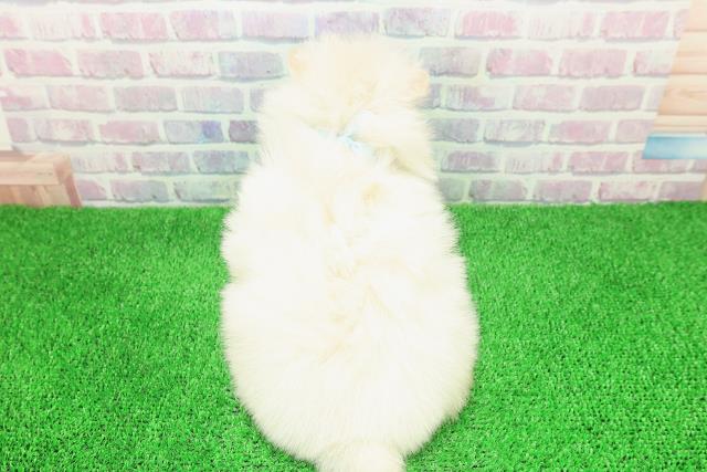 群馬県のポメラニアン (Coo&RIKU伊勢崎店/2025年11月30日生まれ/男の子/クリーム)の子犬の4枚目の画像