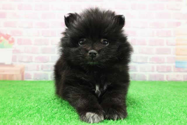 茨城県のポメラニアン (Coo&RIKUコメリパワーつくば西店/2025年11月30日生まれ/男の子/ブラックホワイト)の子犬の1枚目の画像