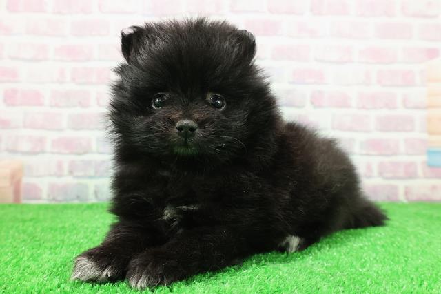 茨城県のポメラニアン (Coo&RIKUコメリパワーつくば西店/2025年11月30日生まれ/男の子/ブラックホワイト)の子犬の2枚目の画像