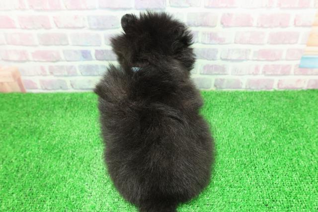 茨城県のポメラニアン (Coo&RIKUコメリパワーつくば西店/2025年11月30日生まれ/男の子/ブラックホワイト)の子犬の4枚目の画像