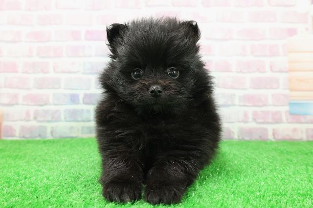 長野県のポメラニアン (Coo&RIKU綿半中野店/2025年11月30日生まれ/女の子/ブラックホワイト)の子犬の1枚目の画像