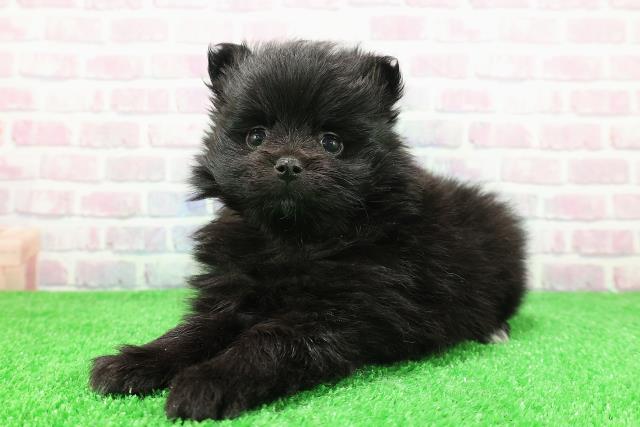 長野県のポメラニアン (Coo&RIKU綿半中野店/2025年11月30日生まれ/女の子/ブラックホワイト)の子犬の2枚目の画像