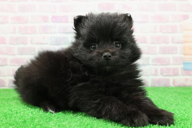 長野県のポメラニアン (Coo&RIKU綿半中野店/2025年11月30日生まれ/女の子/ブラックホワイト)の子犬の3枚目の画像