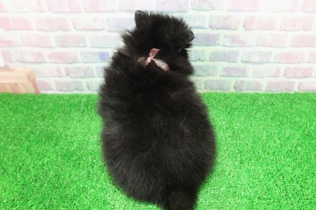 長野県のポメラニアン (Coo&RIKU綿半中野店/2025年11月30日生まれ/女の子/ブラックホワイト)の子犬の4枚目の画像