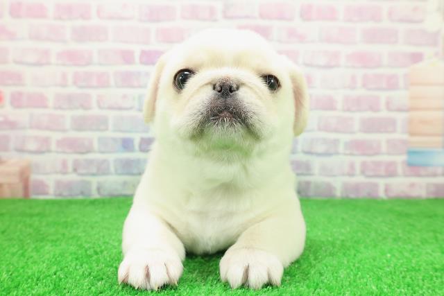 東京都のペキパグ/パグペキ(ペキニーズ×パグ) (Coo&RIKU中野サンモール店/2025年11月30日生まれ/男の子/ホワイト)の子犬の1枚目の画像