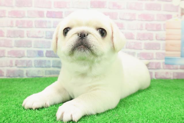 東京都のペキパグ/パグペキ(ペキニーズ×パグ) (Coo&RIKU中野サンモール店/2025年11月30日生まれ/男の子/ホワイト)の子犬の2枚目の画像