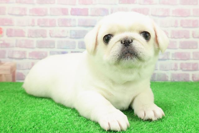 東京都のペキパグ/パグペキ(ペキニーズ×パグ) (Coo&RIKU中野サンモール店/2025年11月30日生まれ/男の子/ホワイト)の子犬の3枚目の画像