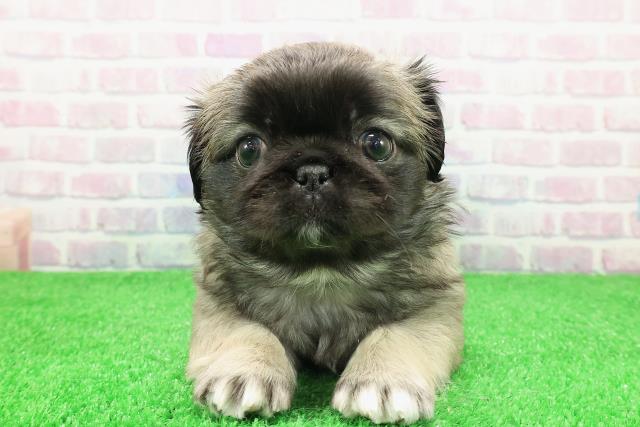 東京都のペキパグ/パグペキ(ペキニーズ×パグ) (Coo&RIKU池袋西口店/2025年11月30日生まれ/男の子/フォーン)の子犬の1枚目の画像