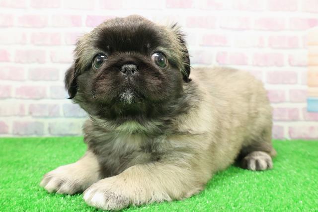 東京都のペキパグ/パグペキ(ペキニーズ×パグ) (Coo&RIKU池袋西口店/2025年11月30日生まれ/男の子/フォーン)の子犬の2枚目の画像